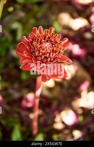 Fiore di etlingera elatior, comunemente noto come zenzero della torcia, fiore della torcia o giglio della torcia, utilizzato in tutto il sud-est asiatico per allestimenti decorativi Foto Stock