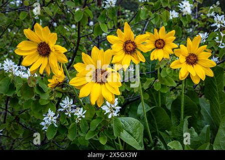 WA25188-00 - WASHINGTON - Arrowleaf Balsamroot, un segno sicuro di primavera nella Washington orientale Foto Stock