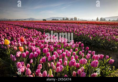 WA25197-00...WASHINGTON - Una fila di tulipani rosa con alcuni tulipani di altri colori mescolati; nella valle del fiume Skagit. Foto Stock