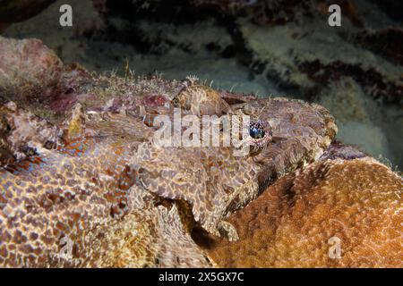 Il volto di un coccodrillo, Cymbacephalus beauforti, su una barriera corallina al largo dell'isola di Yap, Micronesia. Foto Stock