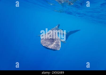 Lo squalo balena, Rhiniodon typus, è la più grande specie di pesci al mondo. Baucau, Timor Est Foto Stock