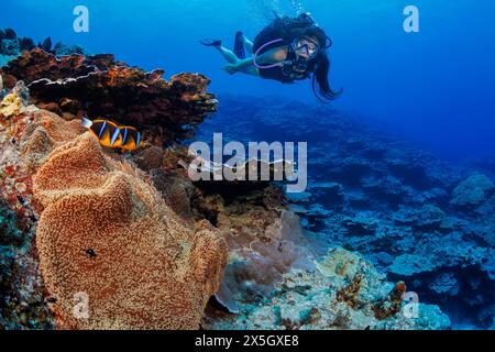 L'anemonefish di Clark, l'Amphiprion clarkii e il subacqueo (MR), Yap, Micronesia. Foto Stock