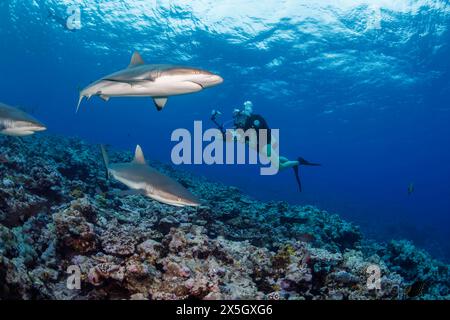 Un fotografo subacqueo (MR) prende la mira a gray gli squali, Carcharhinus amblyrhynchos, fuori dell'isola di Yap, Micronesia. Foto Stock