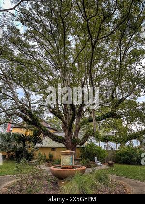 Storica fontana con giardino con una targa del 1905 sotto un grande albero di espansione a St. Augustine, Florida Foto Stock
