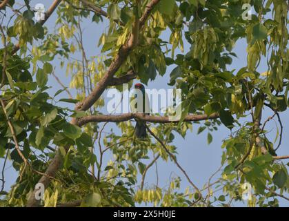 Silguri, Bengala Occidentale, INDIA. 10 maggio 2024. Un uccello kingfisher dalla gola bianca siede su un ramo d'albero a Siliguri. (Credit Image: © Diptendu Dutta/ZUMA Press Wire) SOLO PER USO EDITORIALE! Non per USO commerciale! Foto Stock