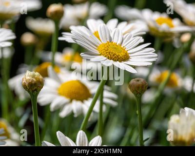 Primo piano di un fiore di margherita selvatico (Leucanthemum vulgare), camomilla bianca con altri in uno sfondo sfocato. Foto Stock