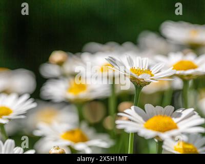 Primo piano di fiori di margherite selvatiche (Leucanthemum vulgare), camomille bianche con altri in uno sfondo sfocato. Foto Stock