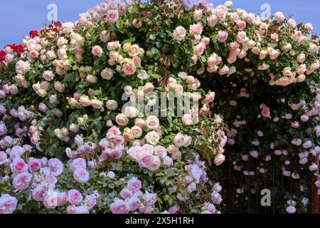 Un cespuglio di rose con fiori in piena fioritura con diversi colori rosa, bianco e rosso Foto Stock