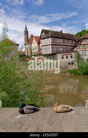 Mallards (Anas platyrhynchos) on wall, Johanniterkirche, casa a graticcio, primavera, maggio, casa a graticcio, Kocher, valle Kocher, Schwaebisch Foto Stock
