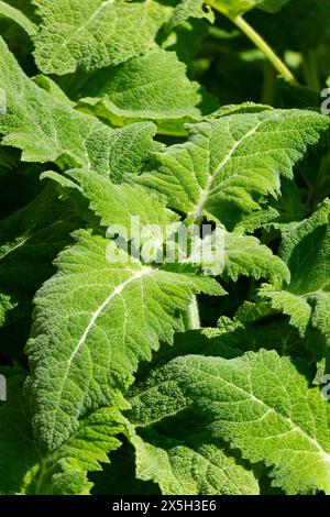 Primo piano di foglie e boccioli di clary (Salvia sclarea), Ternitz, bassa Austria, Austria Foto Stock