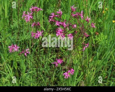 Kuckucks Lichtnelke puenktlich im mai Wiesen Kuckucks Lichtnelke *** Cuckoos campion puntuale in May Meadow cuckoos campion Foto Stock