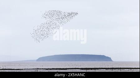 Flock of Knot [ Calidris canutus ] sorvola la spiaggia di Steart Point con il ripido Holm sullo sfondo. Somerset, Regno Unito Foto Stock