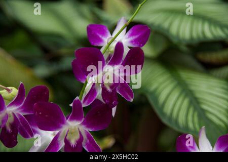 Bell'esempio di orchidea viola visto al Giardino Botanico di Singapore 2024 Foto Stock
