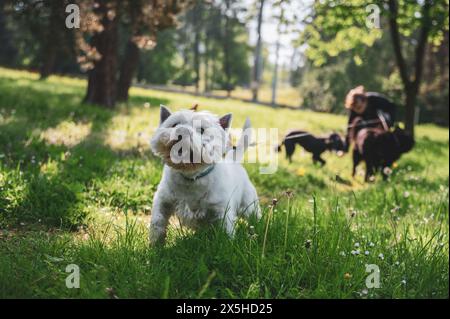 Piccolo cane che cammina nell'erba e che ha momenti felici con il suo proprietario, che cammina con il cane, Foto Stock