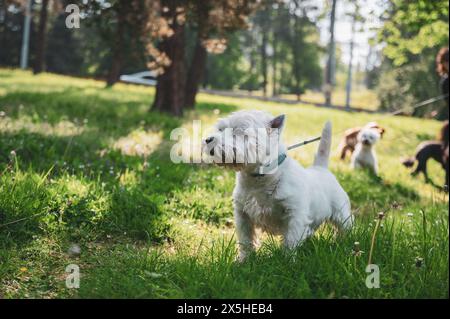 Piccolo cane che cammina nell'erba e che ha momenti felici con il suo proprietario, che cammina con il cane, Foto Stock