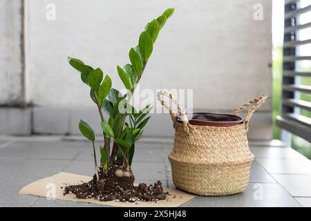 Zamioculcas fiore accanto a un vaso, trapiantando fiori in un vaso nuovo, progettando un appartamento e una casa Foto Stock