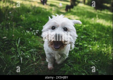 Piccolo cane che cammina nell'erba e che ha momenti felici con il suo proprietario, che cammina con il cane, Foto Stock