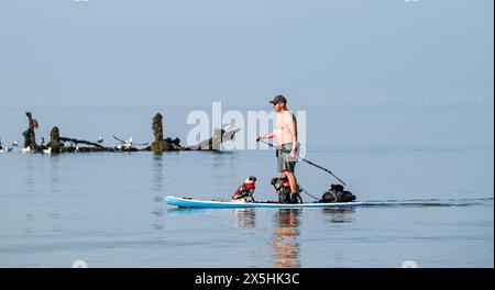 Brighton Regno Unito 10 maggio 2024 - Un paddle boarder con un paio di passeggeri canini gode di una calda mattinata di sole a Brighton presso il West Pier, dato che le temperature previste raggiungeranno i 26 gradi in alcune parti della Gran Bretagna: Credit Simon Dack / Alamy Live News Foto Stock