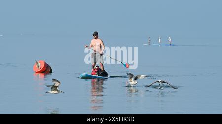 Brighton Regno Unito 10 maggio 2024 - Un paddle boarder con un paio di passeggeri canini gode di una calda mattinata di sole a Brighton presso il West Pier, dato che le temperature previste raggiungeranno i 26 gradi in alcune parti della Gran Bretagna: Credit Simon Dack / Alamy Live News Foto Stock