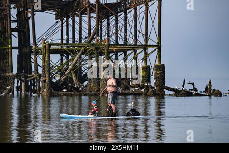 Brighton Regno Unito 10 maggio 2024 - Un paddle boarder con un paio di passeggeri canini gode di una calda mattinata di sole a Brighton presso il West Pier, dato che le temperature previste raggiungeranno i 26 gradi in alcune parti della Gran Bretagna: Credit Simon Dack / Alamy Live News Foto Stock