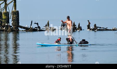 Brighton Regno Unito 10 maggio 2024 - Un paddle boarder con un paio di passeggeri canini gode di una calda mattinata di sole a Brighton presso il West Pier, dato che le temperature previste raggiungeranno i 26 gradi in alcune parti della Gran Bretagna: Credit Simon Dack / Alamy Live News Foto Stock