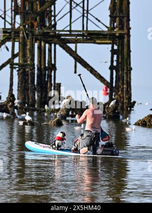 Brighton Regno Unito 10 maggio 2024 - Un paddle boarder con un paio di passeggeri canini gode di una calda mattinata di sole a Brighton presso il West Pier, dato che le temperature previste raggiungeranno i 26 gradi in alcune parti della Gran Bretagna: Credit Simon Dack / Alamy Live News Foto Stock