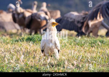 L'avvoltoio egiziano in pericolo di estinzione globale (Neophron percnopterus) fotografato nelle montagne della Catalogna, in Spagna. Foto Stock