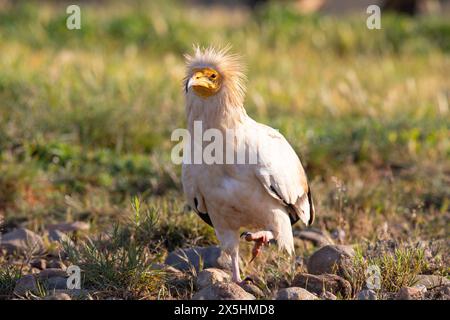 L'avvoltoio egiziano in pericolo di estinzione globale (Neophron percnopterus) fotografato nelle montagne della Catalogna, in Spagna. Foto Stock