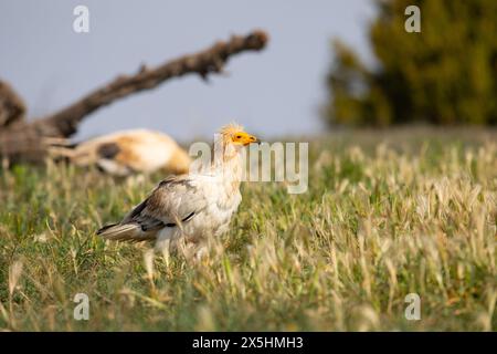 L'avvoltoio egiziano in pericolo di estinzione globale (Neophron percnopterus) fotografato nelle montagne della Catalogna, in Spagna. Foto Stock