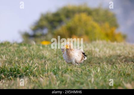 L'avvoltoio egiziano in pericolo di estinzione globale (Neophron percnopterus) fotografato nelle montagne della Catalogna, in Spagna. Foto Stock