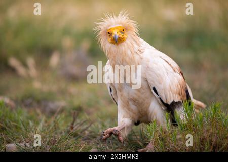 L'avvoltoio egiziano in pericolo di estinzione globale (Neophron percnopterus) fotografato nelle montagne della Catalogna, in Spagna. Foto Stock