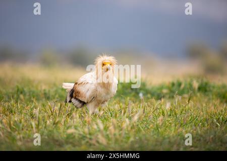 L'avvoltoio egiziano in pericolo di estinzione globale (Neophron percnopterus) fotografato nelle montagne della Catalogna, in Spagna. Foto Stock