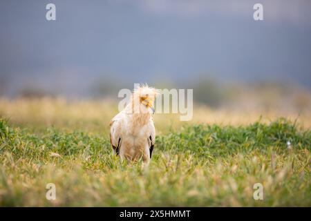 L'avvoltoio egiziano in pericolo di estinzione globale (Neophron percnopterus) fotografato nelle montagne della Catalogna, in Spagna. Foto Stock