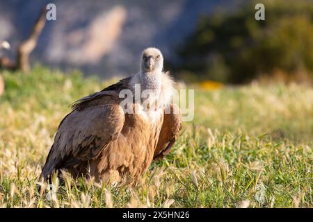 Avvoltoio griffon eurasiatico (Gyps fulvus). Fotografato nei Pirenei, in Spagna Foto Stock