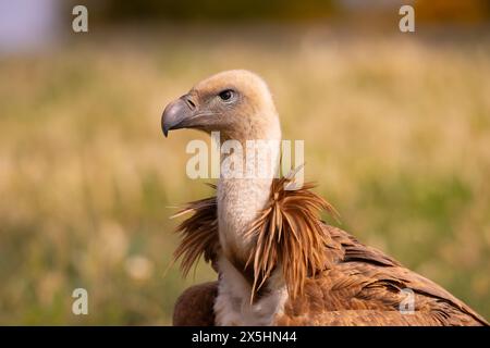 Ritratto ravvicinato dell'avvoltoio griffon eurasiatico (Gyps fulvus). Fotografato nei Pirenei, in Spagna Foto Stock