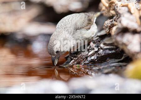 Croce rossa (Loxia curvirostra) bere. Fotografato nei Pirenei spagnoli Foto Stock