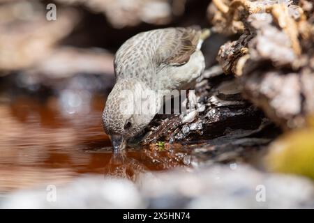 Croce rossa (Loxia curvirostra) bere. Fotografato nei Pirenei spagnoli Foto Stock