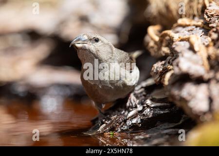 Croce rossa (Loxia curvirostra) bere. Fotografato nei Pirenei spagnoli Foto Stock