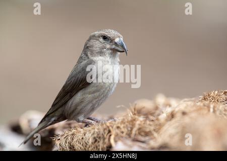 Croce rossa (Loxia curvirostra). Fotografato nei Pirenei spagnoli Foto Stock