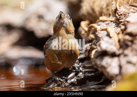 Croce rossa (Loxia curvirostra) bere. Fotografato nei Pirenei spagnoli Foto Stock