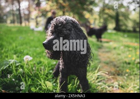 Barboncino nero che cammina nell'erba e che ha momenti felici con il suo proprietario, che cammina con il cane, Foto Stock