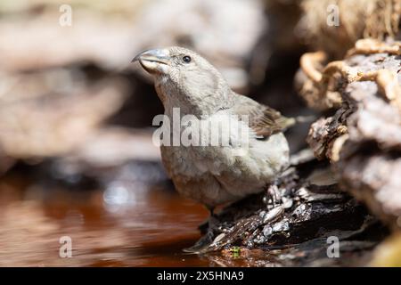 Croce rossa (Loxia curvirostra) bere. Fotografato nei Pirenei spagnoli Foto Stock