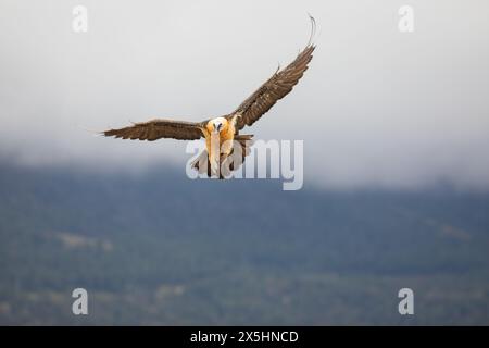 Lammergeier (Gypaetus barbatus) noto anche come avvoltoio barbuto. Fotografato nei Pirenei, nel nord della Spagna Foto Stock