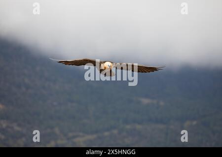 Lammergeier (Gypaetus barbatus) noto anche come avvoltoio barbuto. Fotografato nei Pirenei, nel nord della Spagna Foto Stock