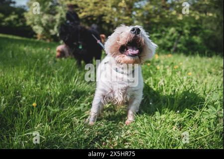 Piccolo cane che cammina nell'erba e che ha momenti felici con il suo proprietario, che cammina con il cane, Foto Stock