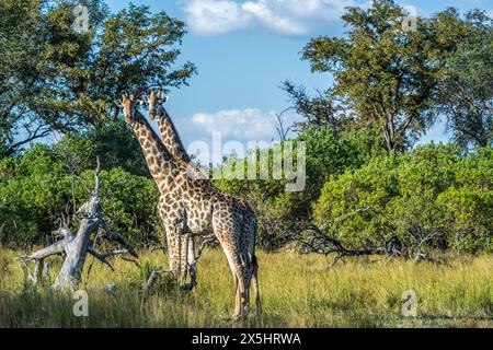 Africa, Botswana, Delta dell'Okavango. Due giraffe in piedi nella savana del Botswana. Foto Stock