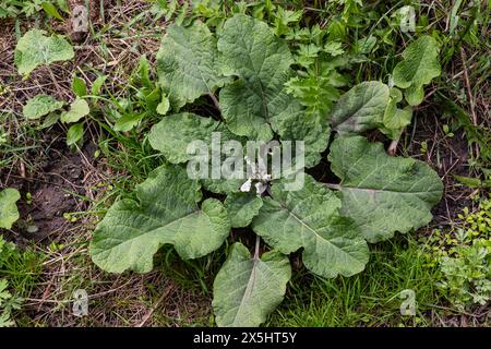 Arctium lappa - il giovane burdock parte all'inizio dell'estate. Foto Stock