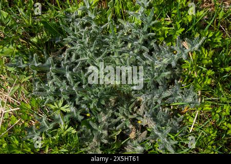 Vista dall'alto del Cirsium vulgare, il cardo della lancia. Foto Stock