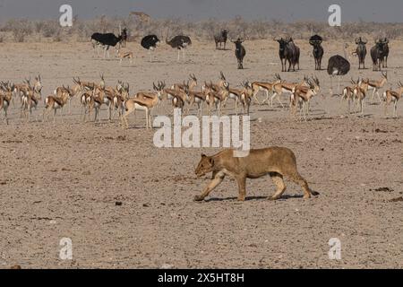 Caccia ai leoni presso il pozzo d'acqua del Parco Nazionale di Etosha. Foto Stock