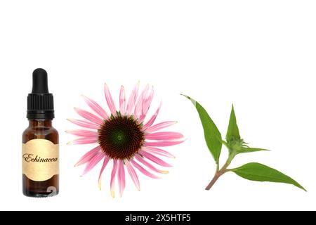 Echinacea per tosse raffreddori e bronchite. Rimedi curativi alternativi con bottiglia di tintura, testa di fiore e balestra su sfondo bianco. Foto Stock